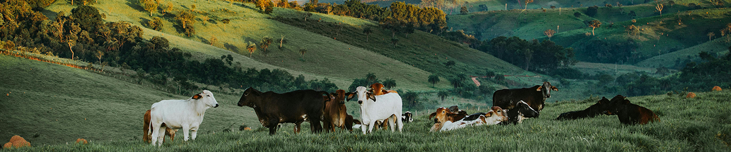 Cows grazing in a field in the middle of a valley.