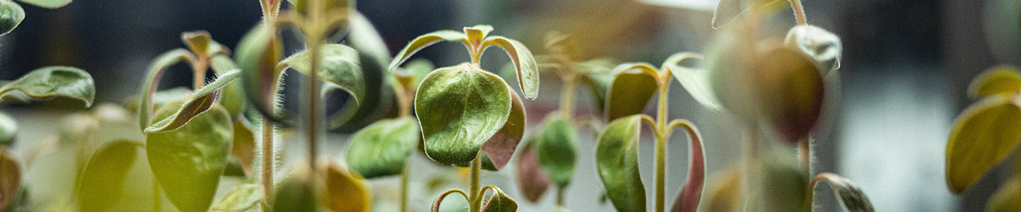 Photograph of a row of propagated seedlings starting to sprout leaves