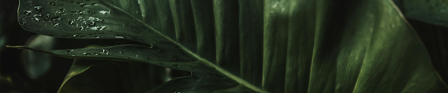 Close up photograph of a large leaf that has water droplets on the tip.