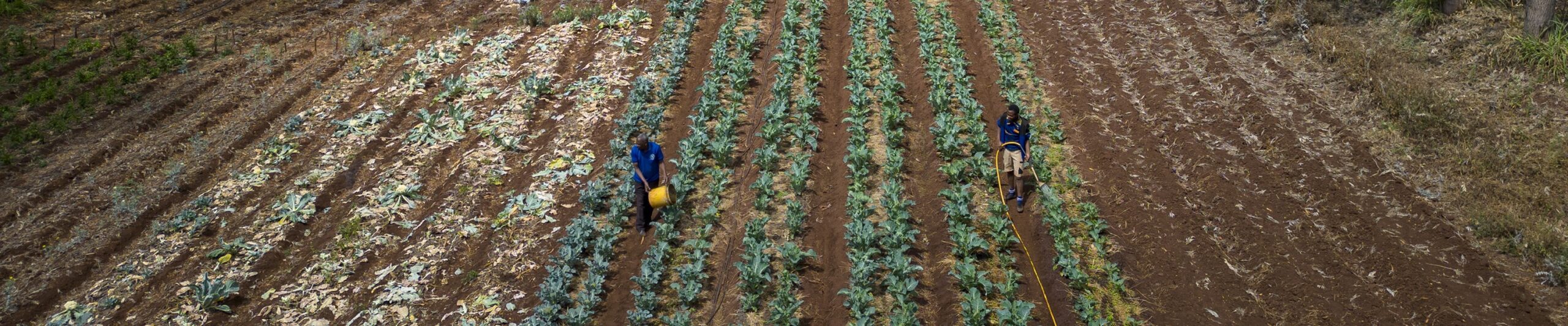 Organic Farm - Ayalabe Village, Karatu District