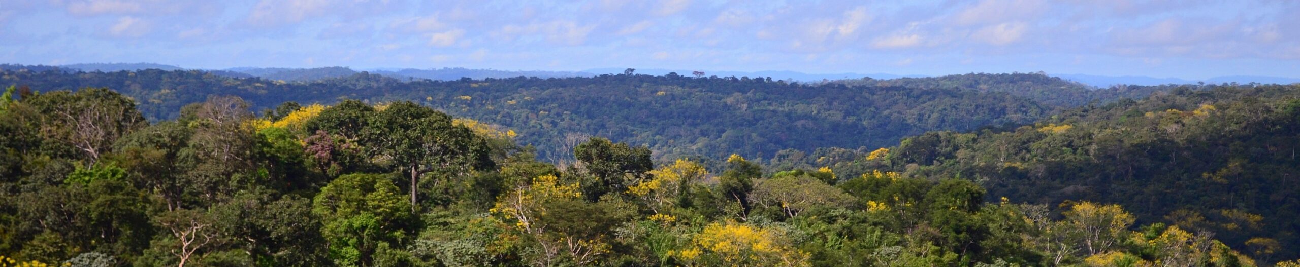 Brazilian Forest Landscape