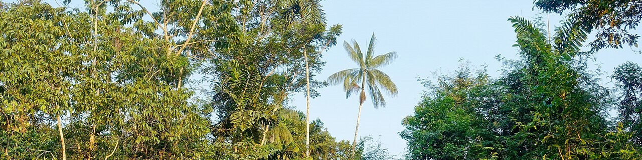 Forest Landscape Ecuador