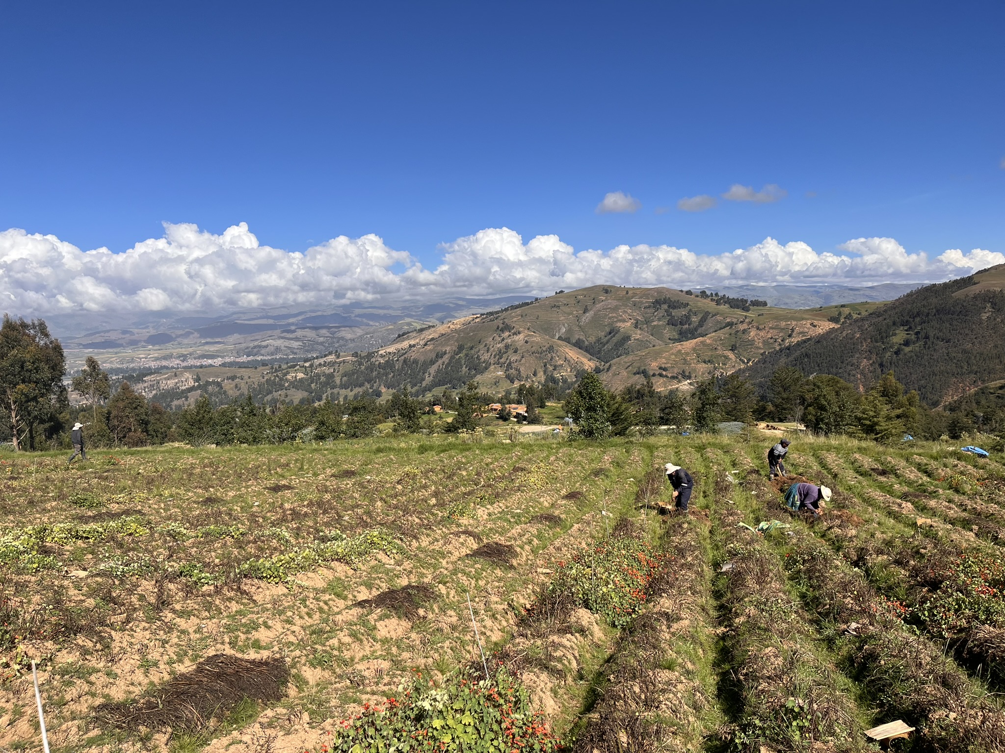 Potato harvest in the Central Andes of Peru. Experimental plots have been protected by a traditional pest management strategy – the use of mashua plants as weevil repellent (the orange spots are the mashua plants that are left in the fields slightly longer since mashua has a longer maturation period than potato)