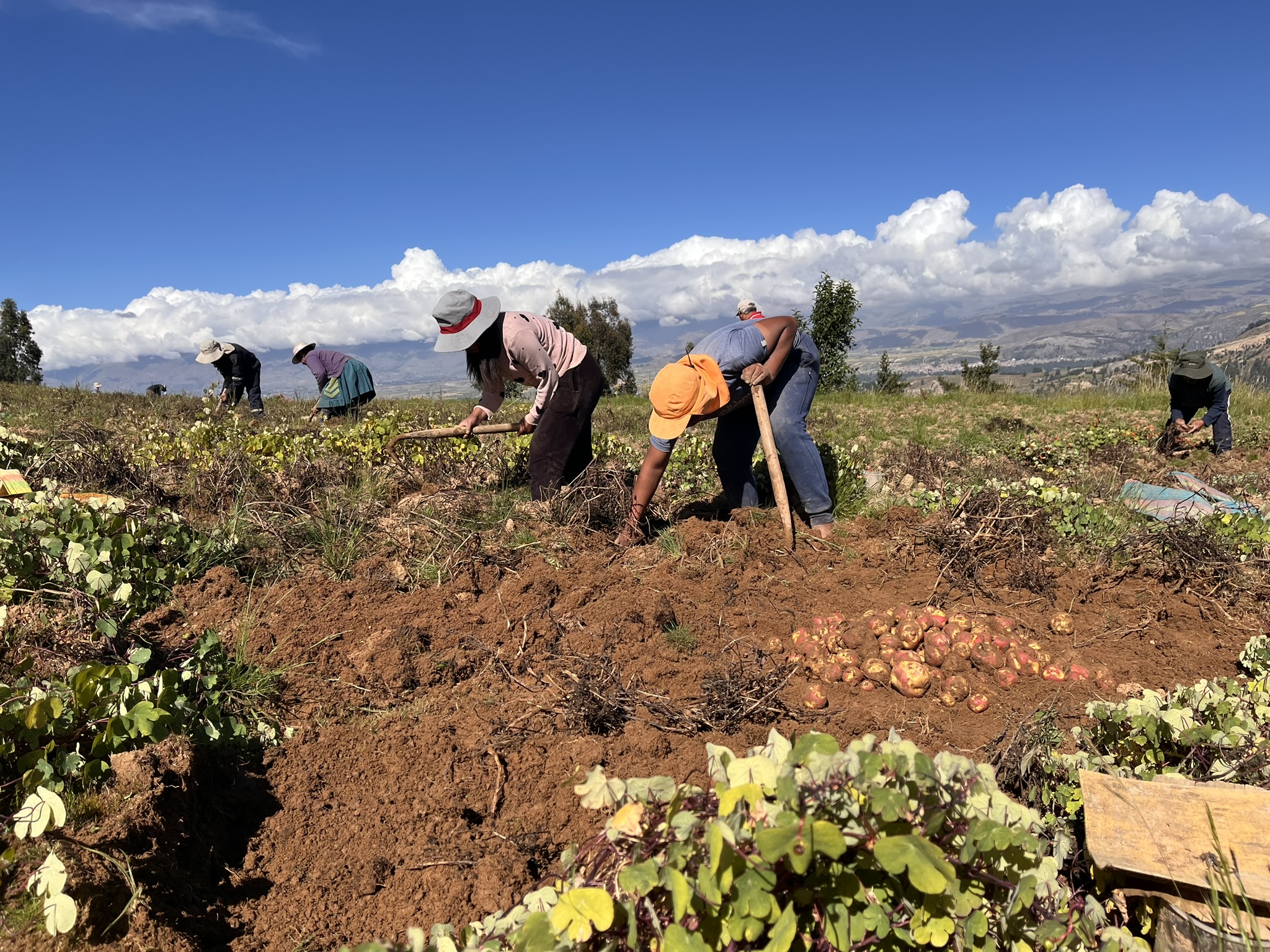 Potato harvest in Peru. Experimental plots have been protected by a traditional pest management strategy – the use of mashua plants as weevil repellent