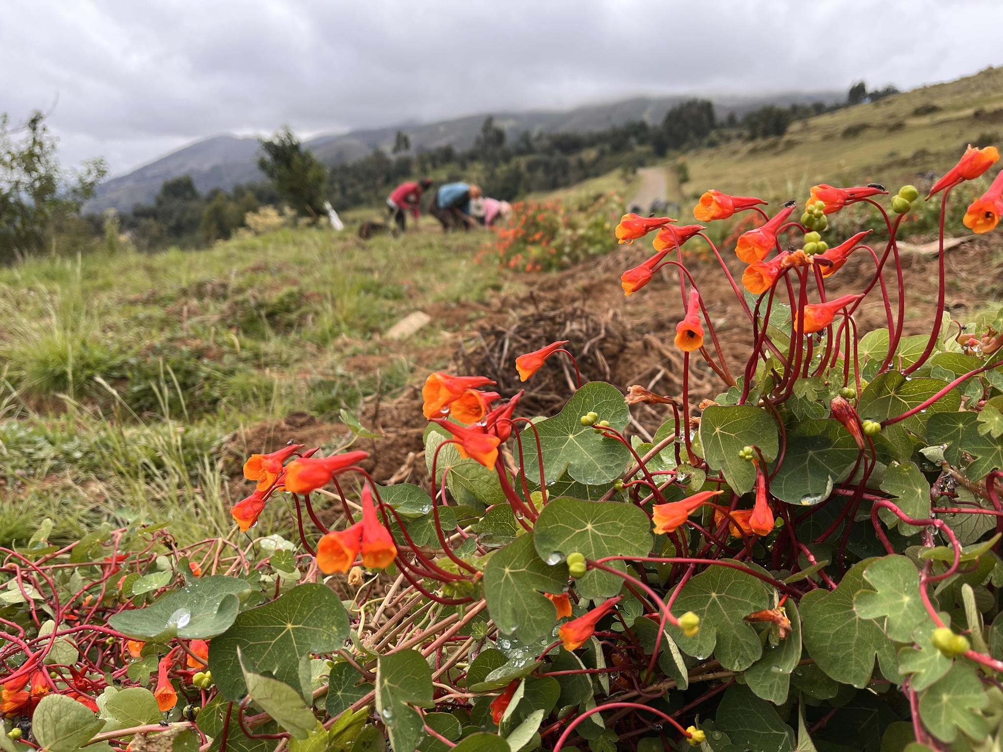 Mashua plants as natural pest management to protect potato fields from potato weevils in the Andes
